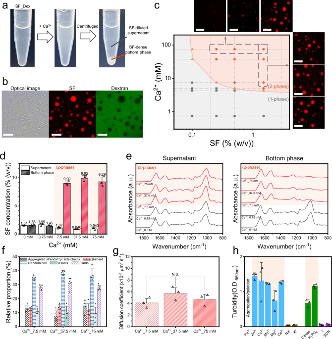 Calcium iontriggered liquidliquid phase separation of silk fibroin