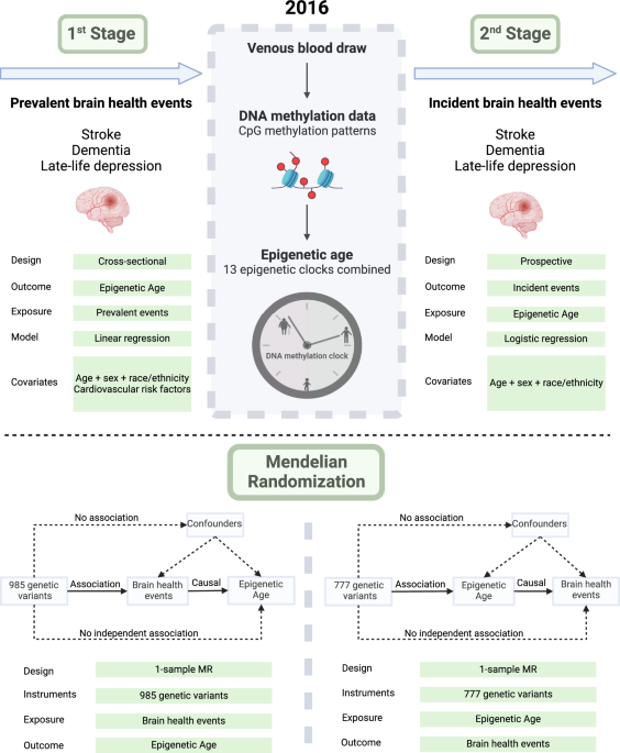 Bidirectional relationship between epigenetic age and stroke, dementia ...