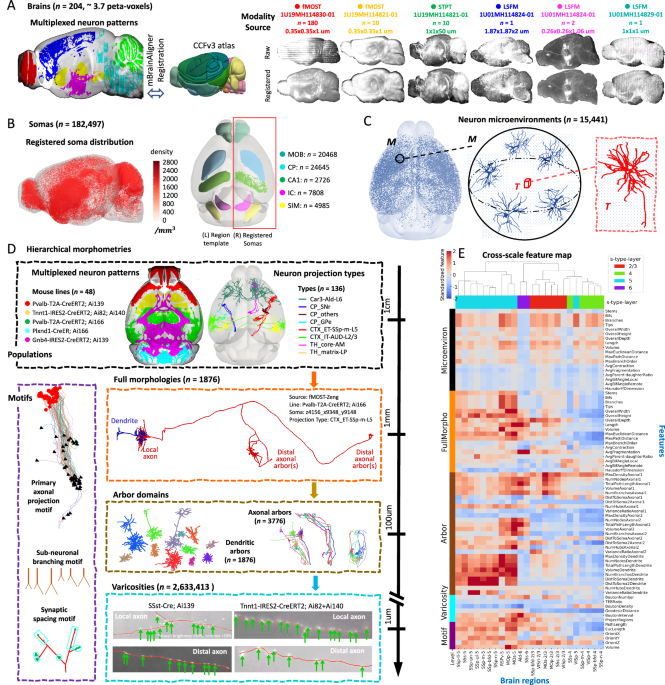 Fig from Peng et al. 2024 \u2014 whole-brain morphometry