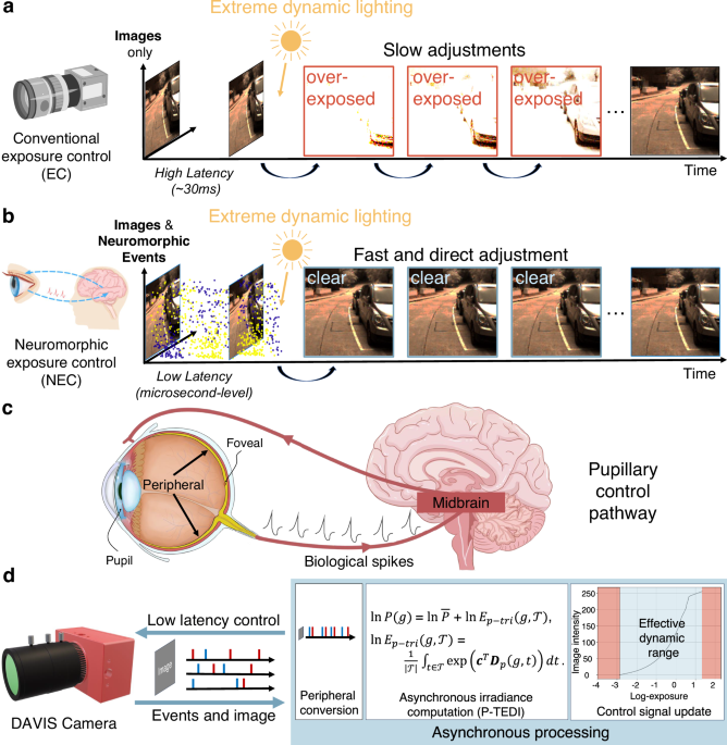 Embodied neuromorphic synergy for lighting-robust machine vision to see ...