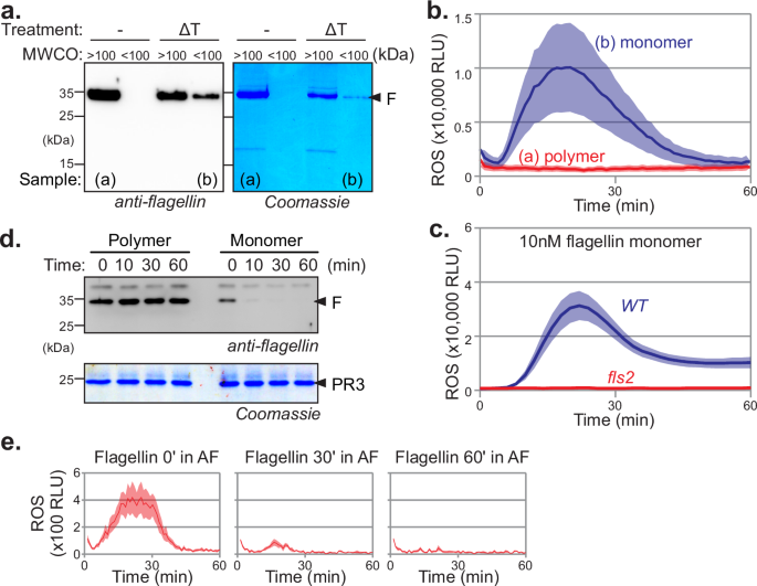 Subtilase SBT5.2 inactivates flagellin immunogenicity in the plant