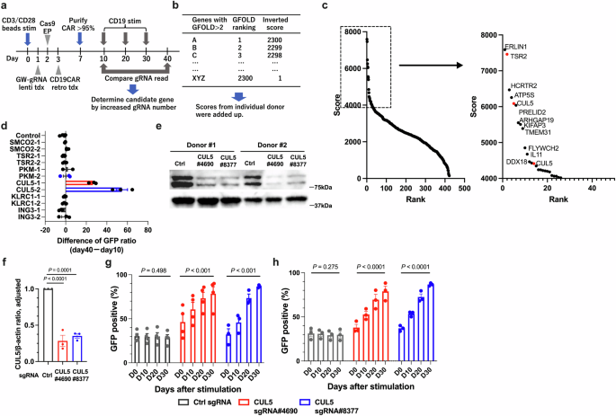 Cullin Deficiency Promotes Chimeric Antigen Receptor T Cell Effector