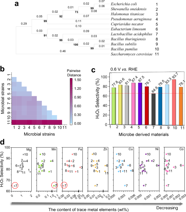 Innovative Microbial Transformation for Efficient H2O2 Production