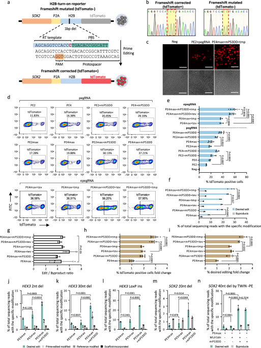 Robust and inducible genome editing via an all-in-one prime editor in ...