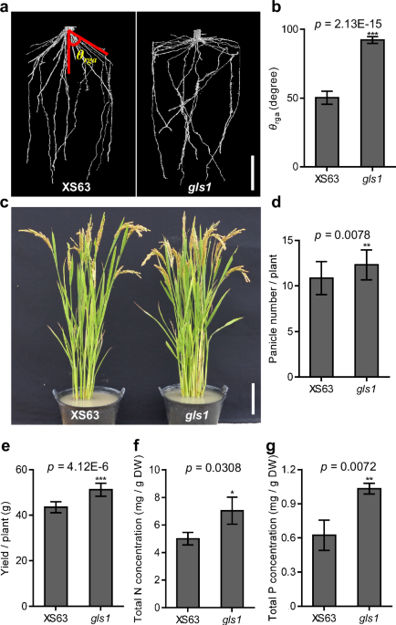 A root system architecture regulator modulates OsPIN2 polar ...