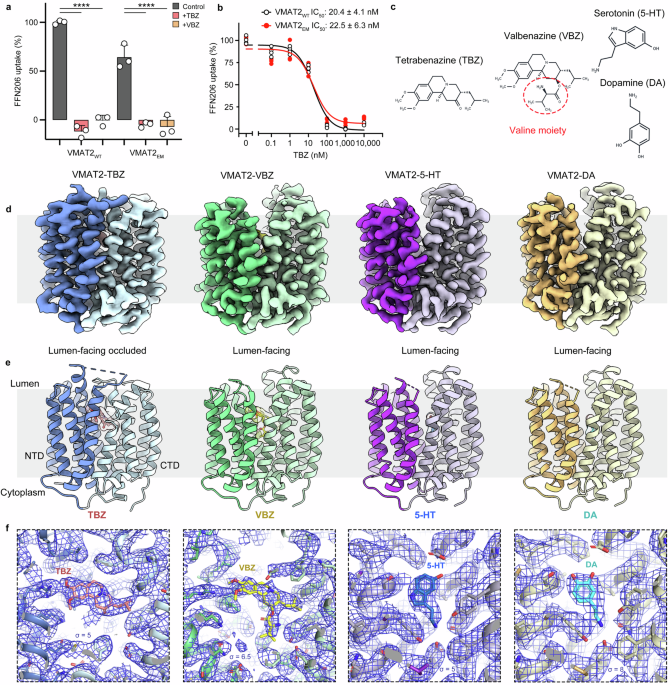 Vmat2 Inhibition Drug inhibition and substrate transport mechanisms of human VMAT2 ...