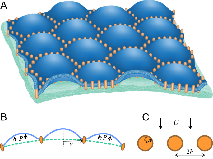 Intracellular pressure controls the propagation of tension in crumpled cell membranes