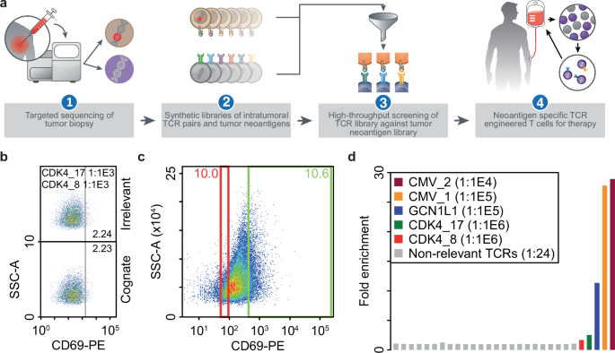 Enabling next-generation engineered TCR-T therapies based on high ...