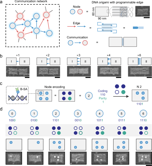 Artificial molecular communication network based on DNA nanostructures recognition