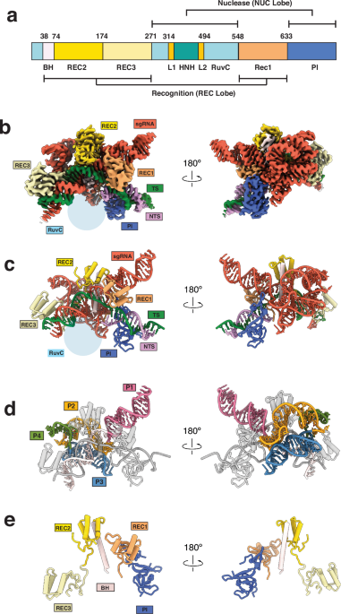 DNA targeting by compact Cas9d and its resurrected ancestor | Nature ...