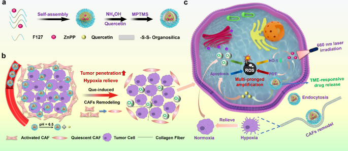 Tumor microenvironment-responsive engineered hybrid nanomedicine for ...
