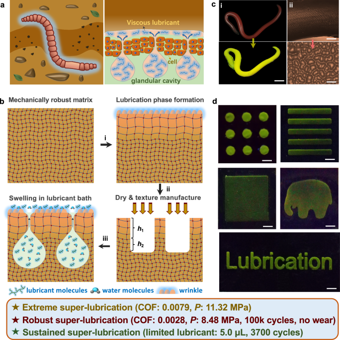 Earthworm inspired lubricant self-pumping hydrogel with sustained lubricity at high loading | Nature Communications Earthworm inspired lubricant self-pumping hydrogel with sustained lubricity at high loading | Nature Communications