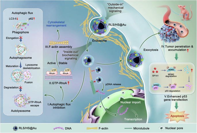 The hybrid lipoplex induces cytoskeletal rearrangement via 