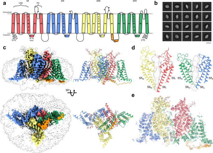 Structural basis of inhibition of human NaV1.8 by the tarantula venom ...