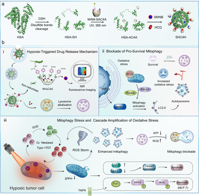 Engineered hypoxia-responsive albumin nanoparticles mediating mitophagy  regulation for cancer therapy | Nature Communications