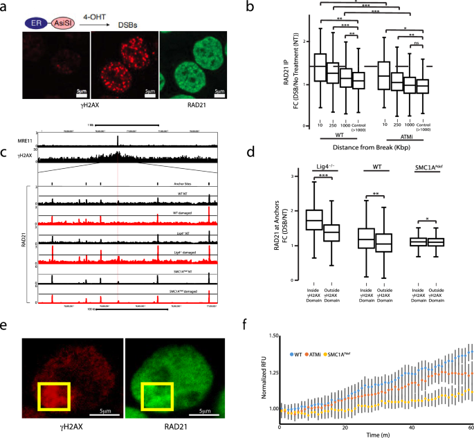 A dual role of Cohesin in DNA DSB repair | Nature Communications