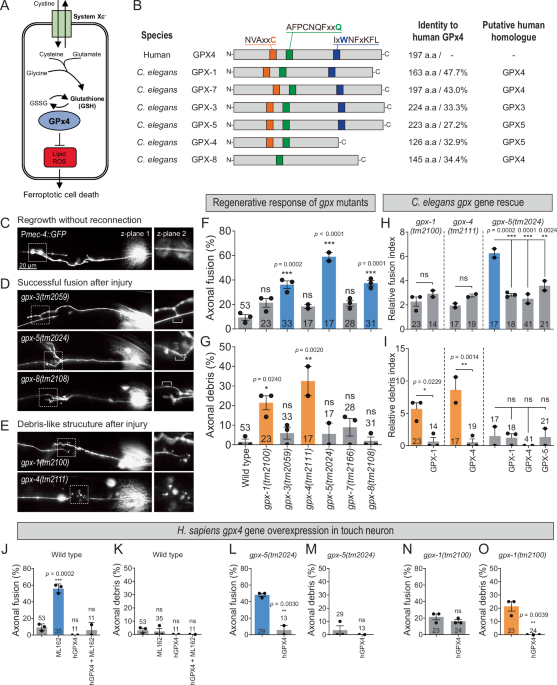 GPX modulation promotes regenerative axonal fusion and functional recovery after injury through PSR-1 condensation | Nature Communications GPX modulation promotes regenerative axonal fusion and functional recovery after injury through PSR-1 condensation | Nature Communications