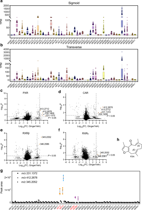 An abundant ginger compound furanodienone alleviates gut inflammation via the xenobiotic nuclear receptor PXR in mice