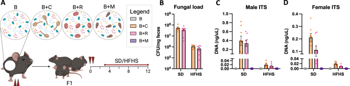 Early-life gut mycobiome core species modulate metabolic health in mice Early-life gut mycobiome core species modulate metabolic health in mice