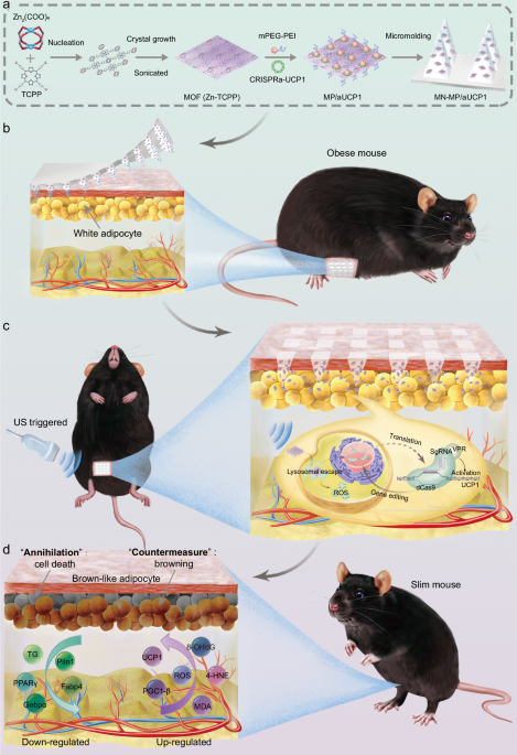 glp 1 nano microneedle patch instructions Transdermal microneedle-assisted ultrasound-enhanced CRISPRa system to  enable sono-gene therapy for obesity