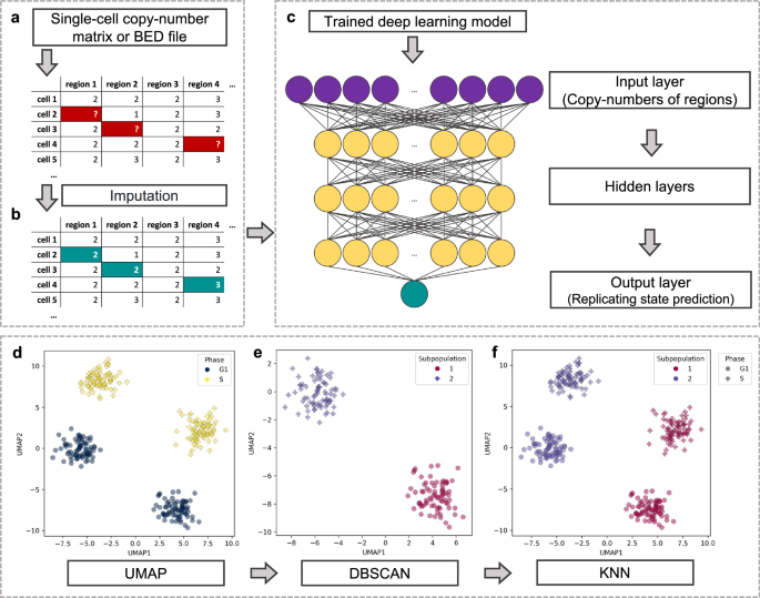 Unravelling single-cell DNA replication timing dynamics using machine learning reveals heterogeneity in cancer progression Unravelling single-cell DNA replication timing dynamics using machine learning reveals heterogeneity in cancer progression