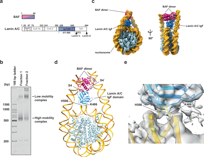 Cryo-EM structures of the BAF-Lamin A/C complex bound to nucleosomes ...