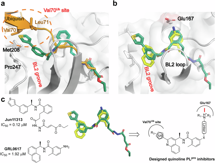 cpt code for vitamin b12 injection administration Design of quinoline SARS-CoV-2 papain-like protease inhibitors as oral  antiviral drug candidates