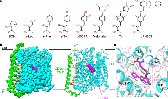 Structural basis of anticancer drug recognition and amino acid ...