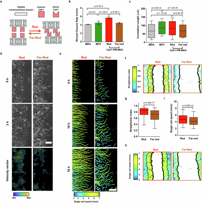 Intercellular adhesion boots collective cell migration through elevated ...