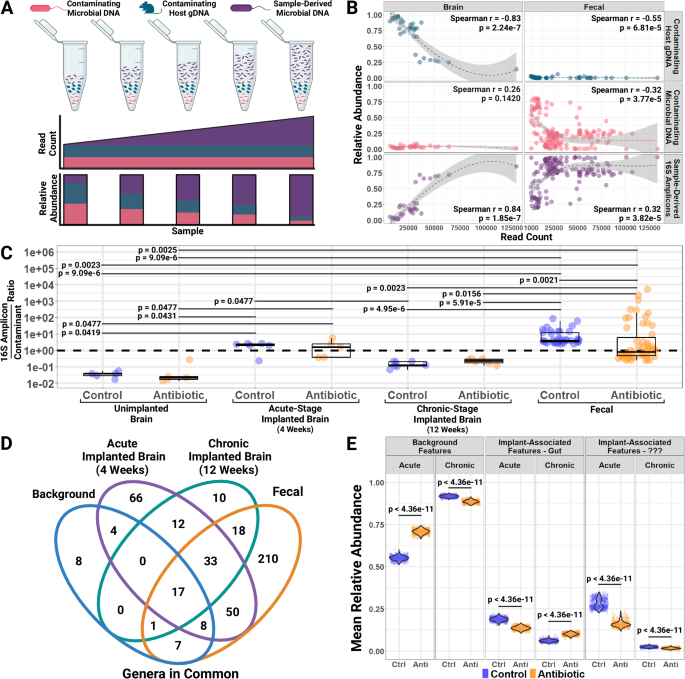 Bacteria invade the brain following intracortical microelectrode  
