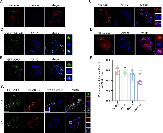 Endosomal trafficking participates in lipid droplet catabolism to maintain lipid homeostasis