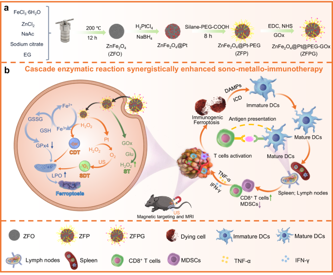 Engineering nanozyme immunomodulator with magnetic targeting effect for cascade-enzyodynamic and ultrasound-reinforced metallo-immunotherapy in prostate carcinoma