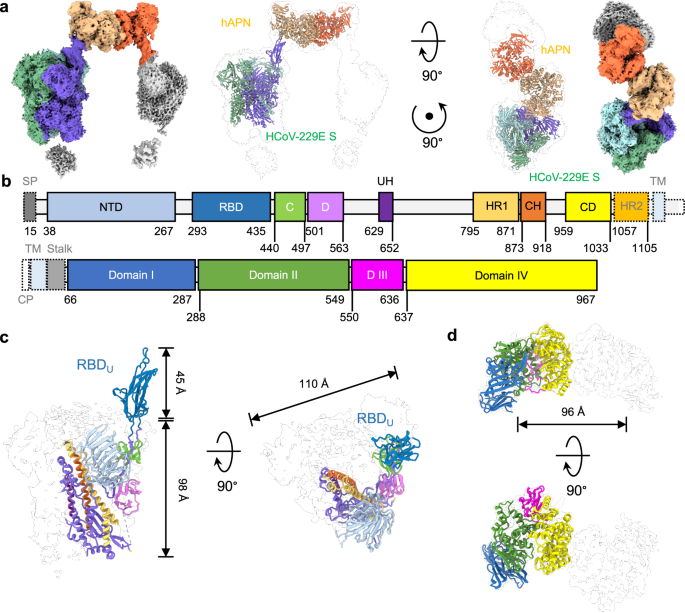 Molecular basis of host recognition of human coronavirus 229E | Nature ...