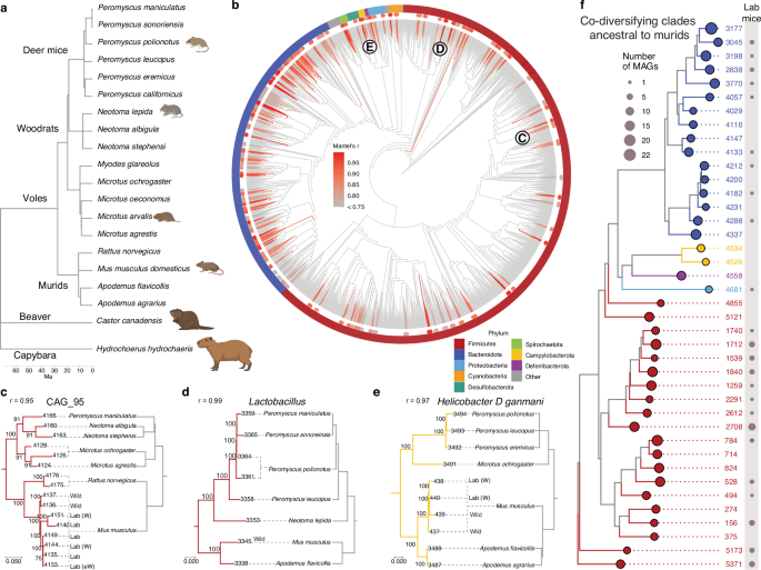 Recent genetic drift in the co-diversified gut bacterial symbionts of ...