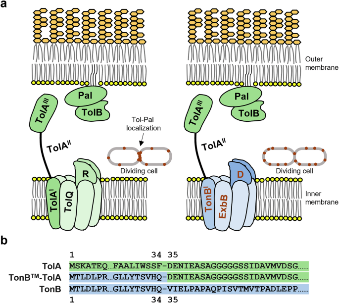 Primary role of the Tol-Pal complex in bacterial outer membrane lipid ... image.