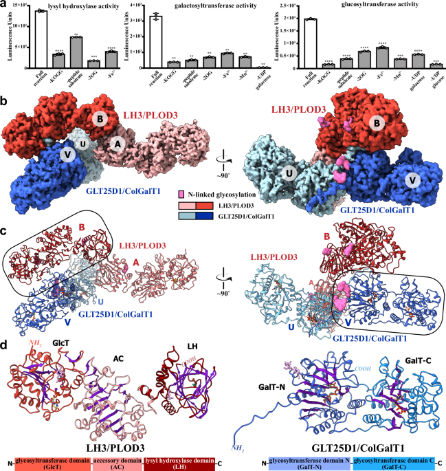 AFTER WHITE 20g×200個 フェニックス 6セット