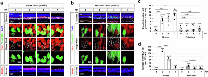 Retinal regeneration of Müller glia by disrupting intercellular Prox1 transfer