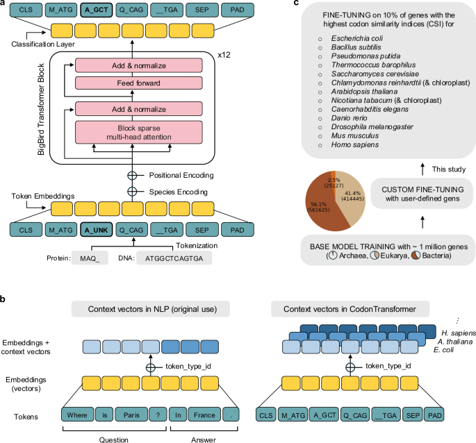 CodonTransformer: a multispecies codon optimizer using context-aware neural networks CodonTransformer: a multispecies codon optimizer using context-aware neural networks