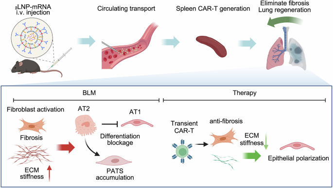 bpc-157 reduces fibrosis Targeted immunotherapy rescues pulmonary fibrosis by reducing activated  fibroblasts and regulating alveolar cell profile