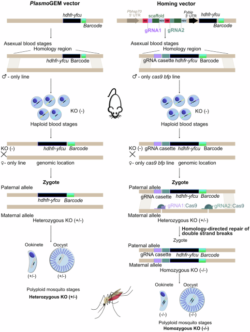 A CRISPR homing screen finds a chloroquine resistance transporter-like protein of the Plasmodium oocyst essential for mosquito transmission of malaria