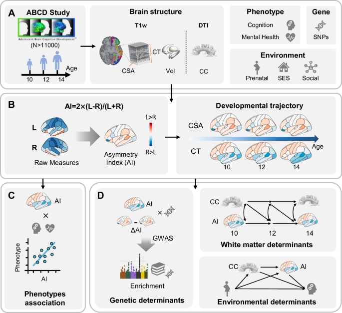 Developing brain asymmetry shapes cognitive and psychiatric outcomes in ...