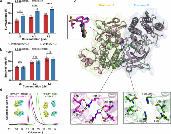 Structure-based design of potent and selective inhibitors targeting RIPK3 for eliminating on-target toxicity in vitro