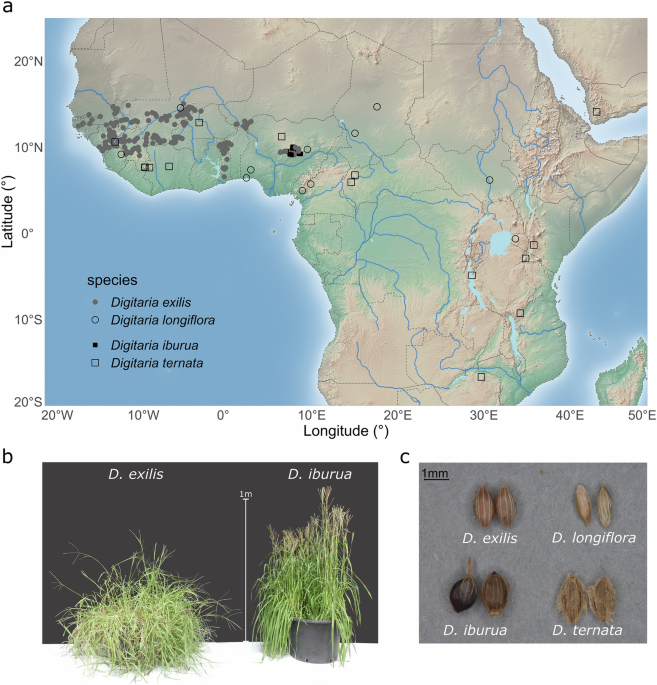 Independent domestication and cultivation histories of two West African  indigenous fonio millet crops | Nature Communications