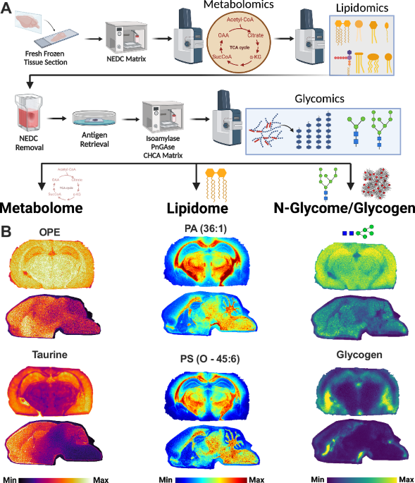 Spatial mapping of the brain metabolome lipidome and glycome | Nature ...