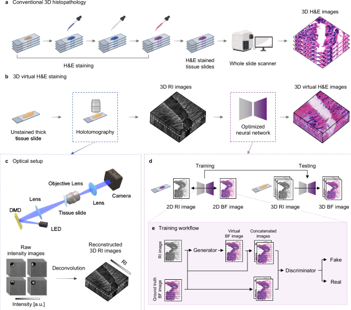 Structural Staining Revealing 3D microanatomical structures of unlabeled thick cancer ...