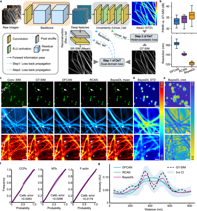 Bayesian Deep Learning Enhances Super-Resolution Imaging with Uncertainty Quantification in Structured Illumination Microscopy
