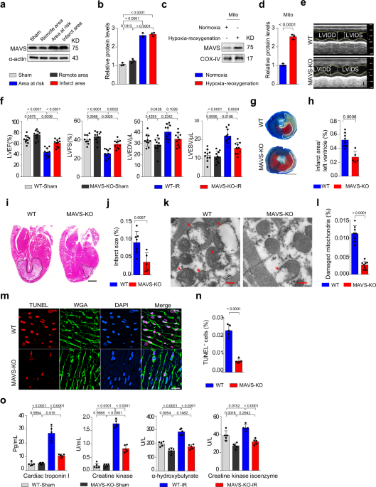 Myocardial mitochondrial antiviral signaling protein promotes heart ...