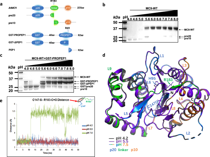 glutathione ph level Structural determinants for pH-dependent activation of a plant metacaspase
