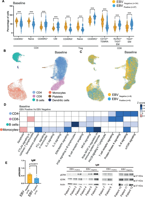 Latent EBV enhances the efficacy of anti-CD3 mAb in Type 1 diabetes ...