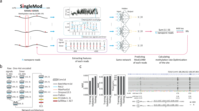 Single-molecule direct RNA sequencing reveals the shaping of ...
